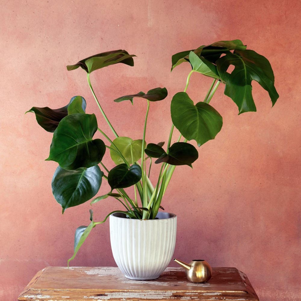 <i>Monstera deliciosa</i> 
