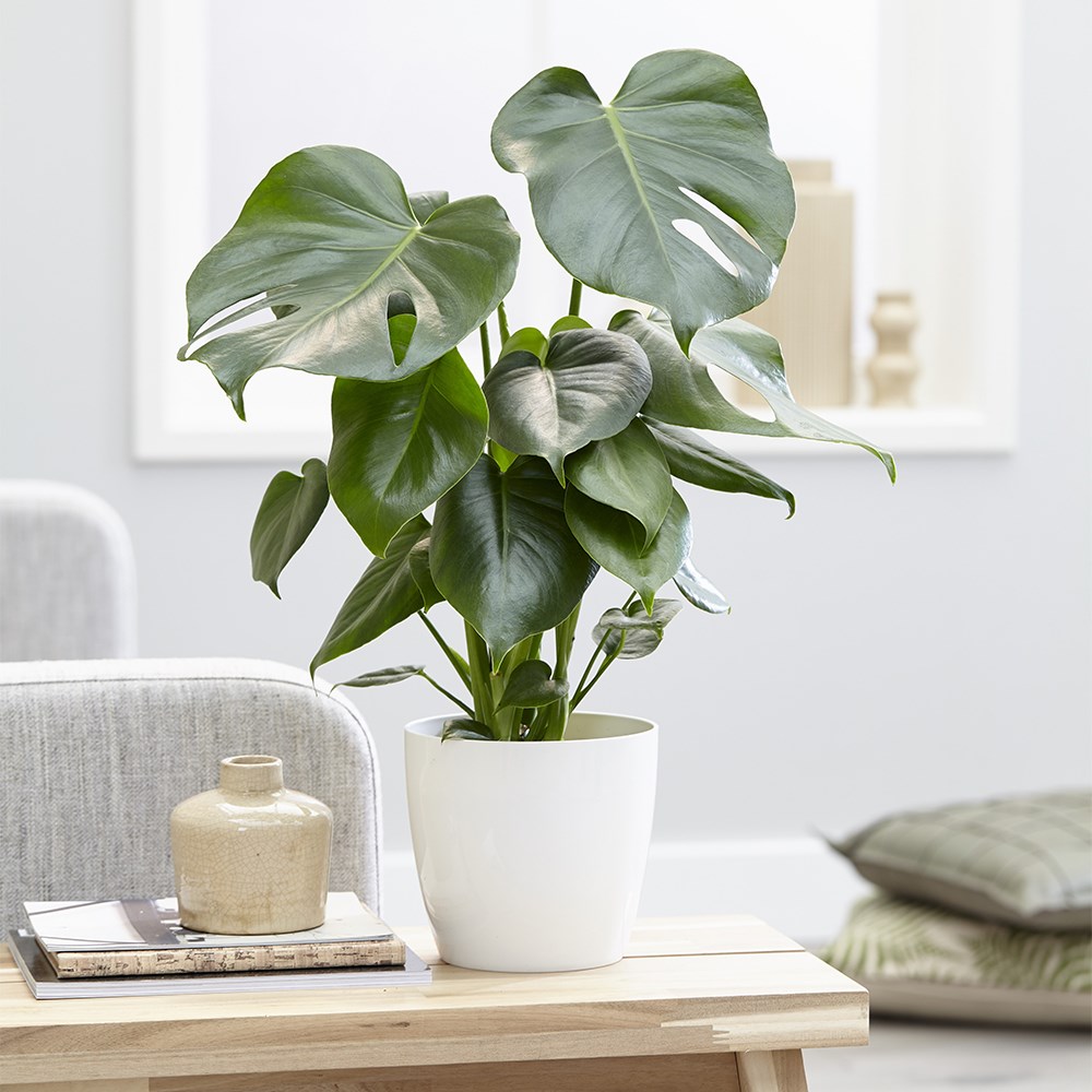 <i>Monstera deliciosa</i> 