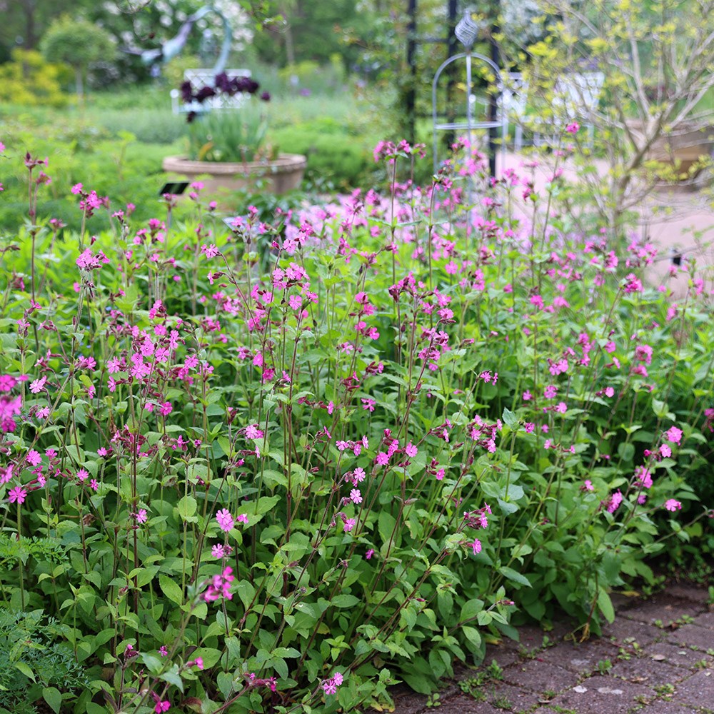Seedballs red campion