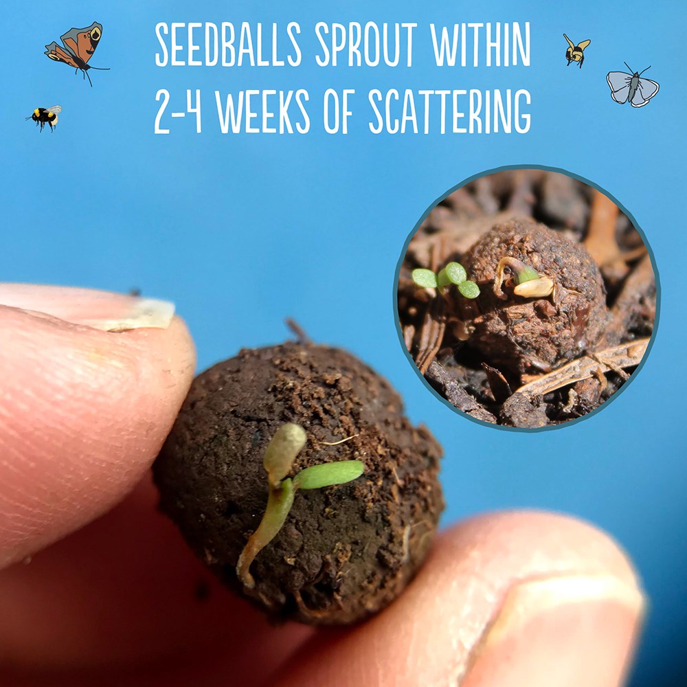 Seedballs red campion