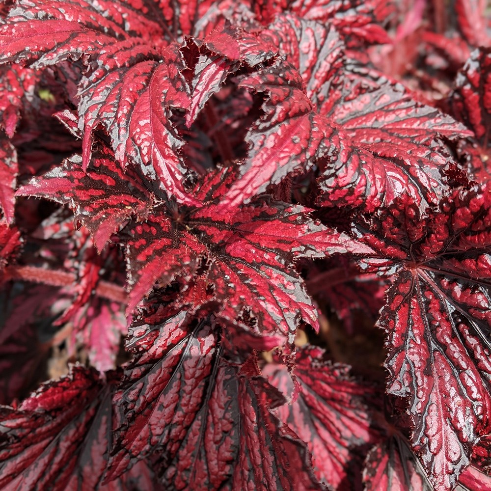 <i>Begonia</i> 'Merrymaker'