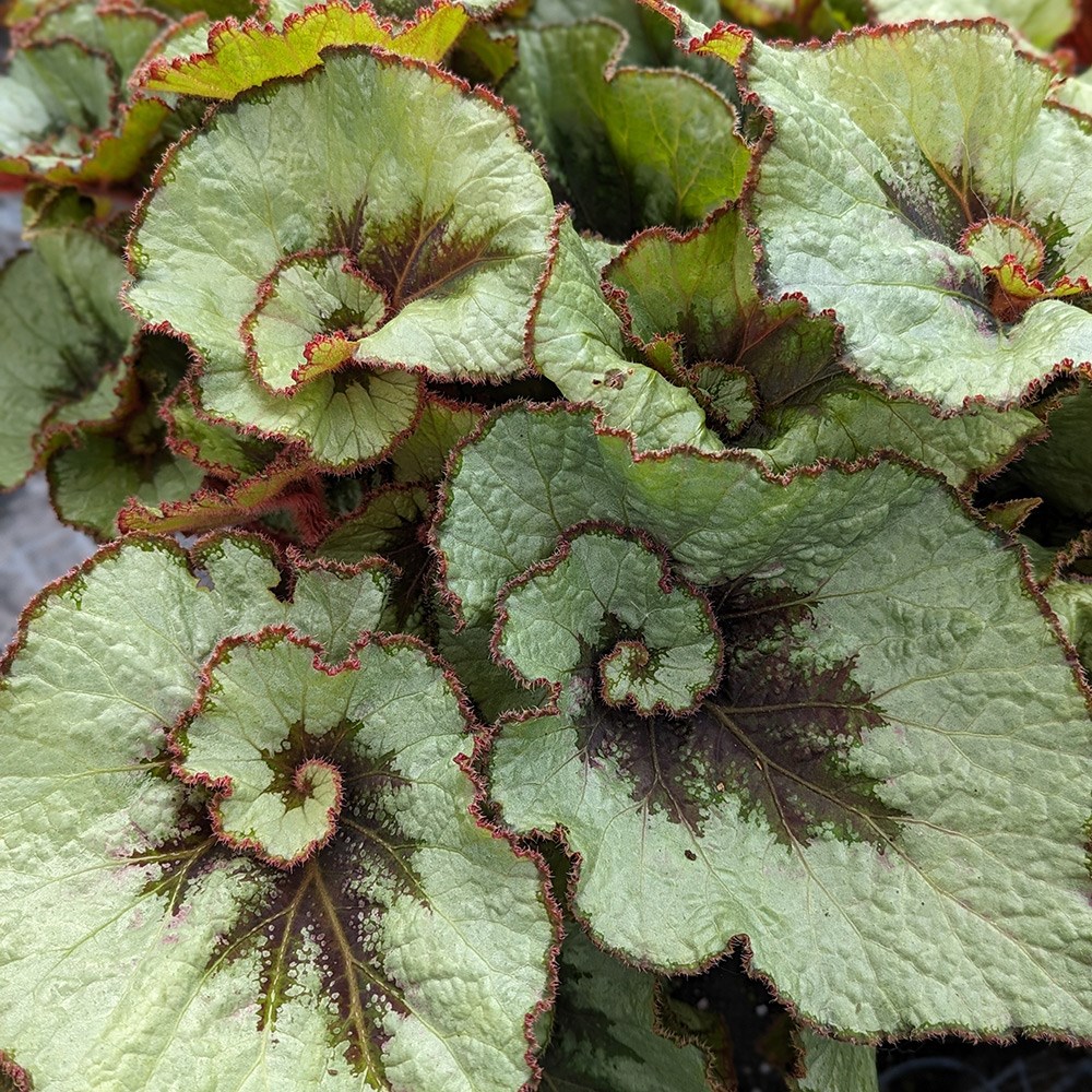 <i>Begonia</i> 'Namur'