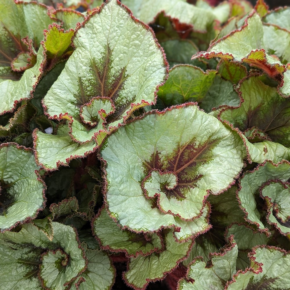 <i>Begonia</i> 'Namur'