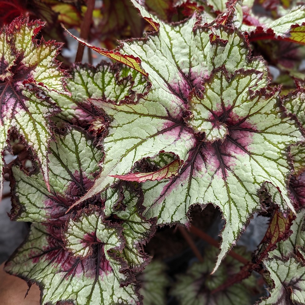 <i>Begonia</i> 'Red Tempest'