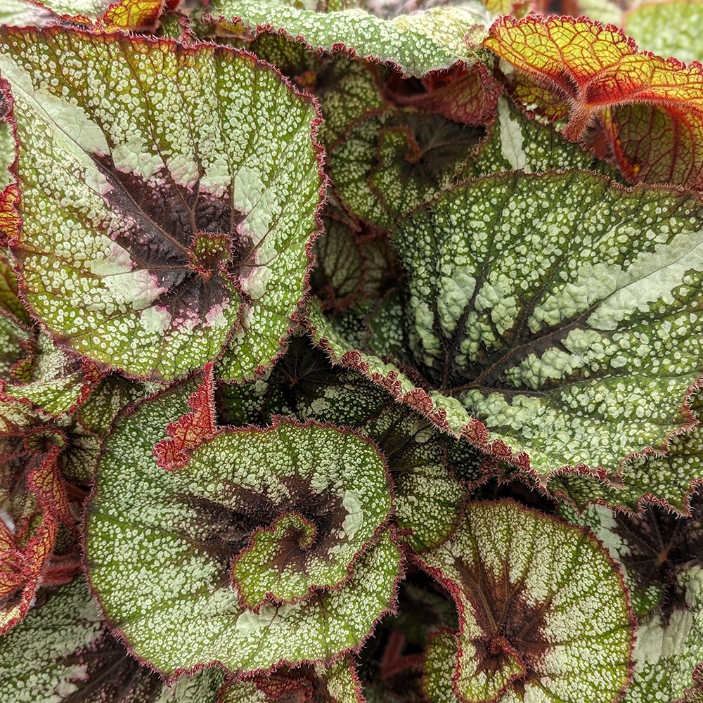 <i>Begonia</i> 'Rocheart'