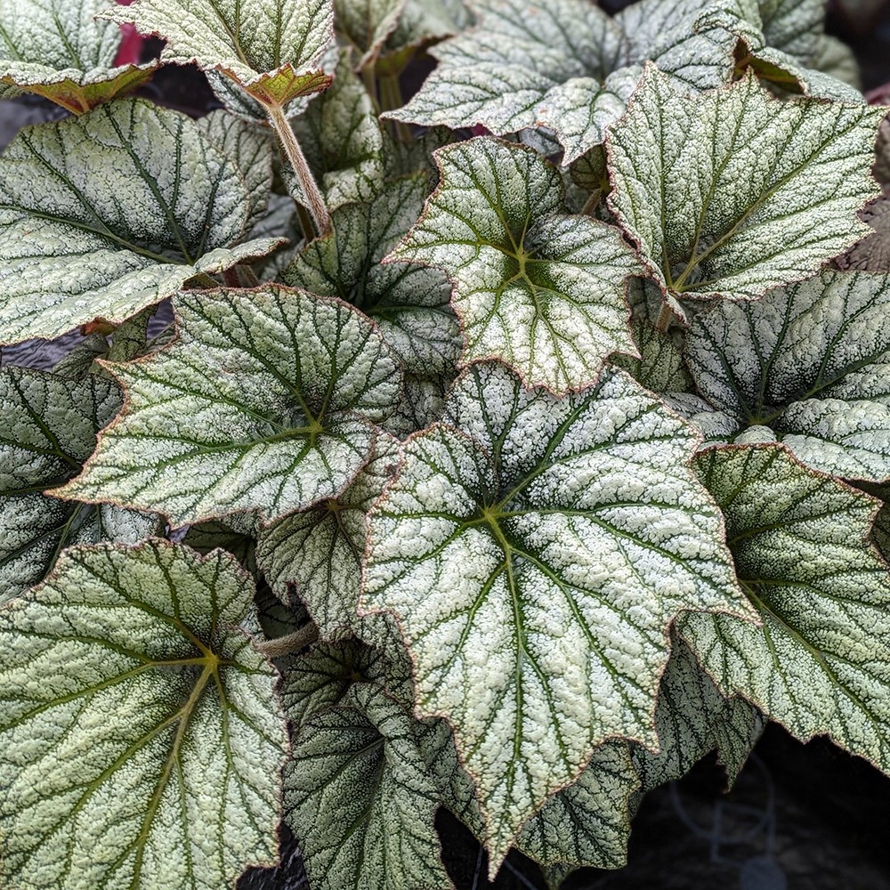 <i>Begonia</i> 'Silver Cloud'