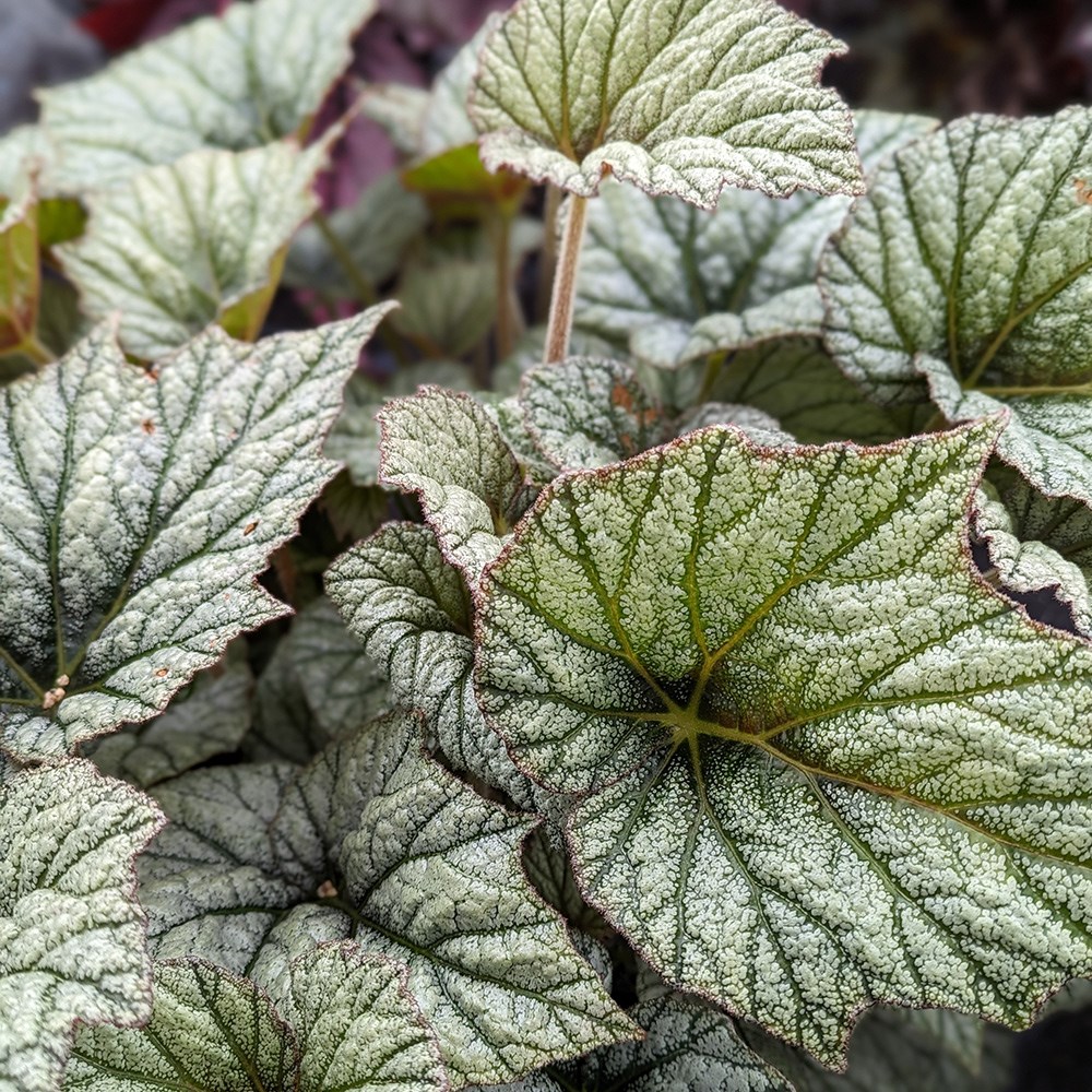 <i>Begonia</i> 'Silver Cloud'
