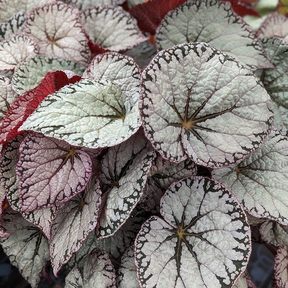 <i>Begonia</i> 'Silver Lace'