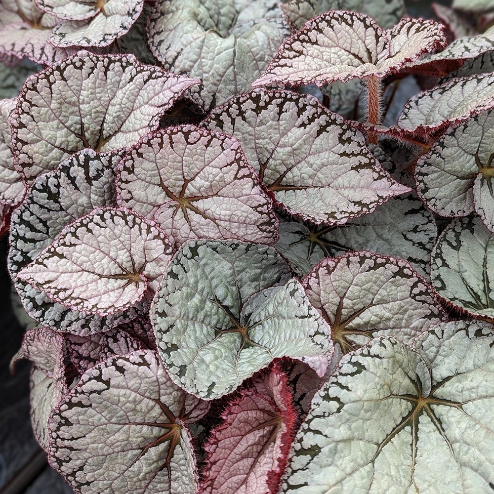 <i>Begonia</i> 'Silver Lace'