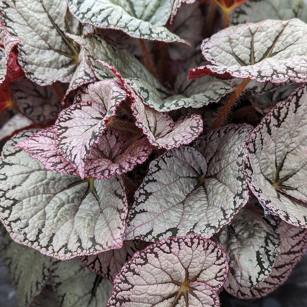 <i>Begonia</i> 'Silver Lace'