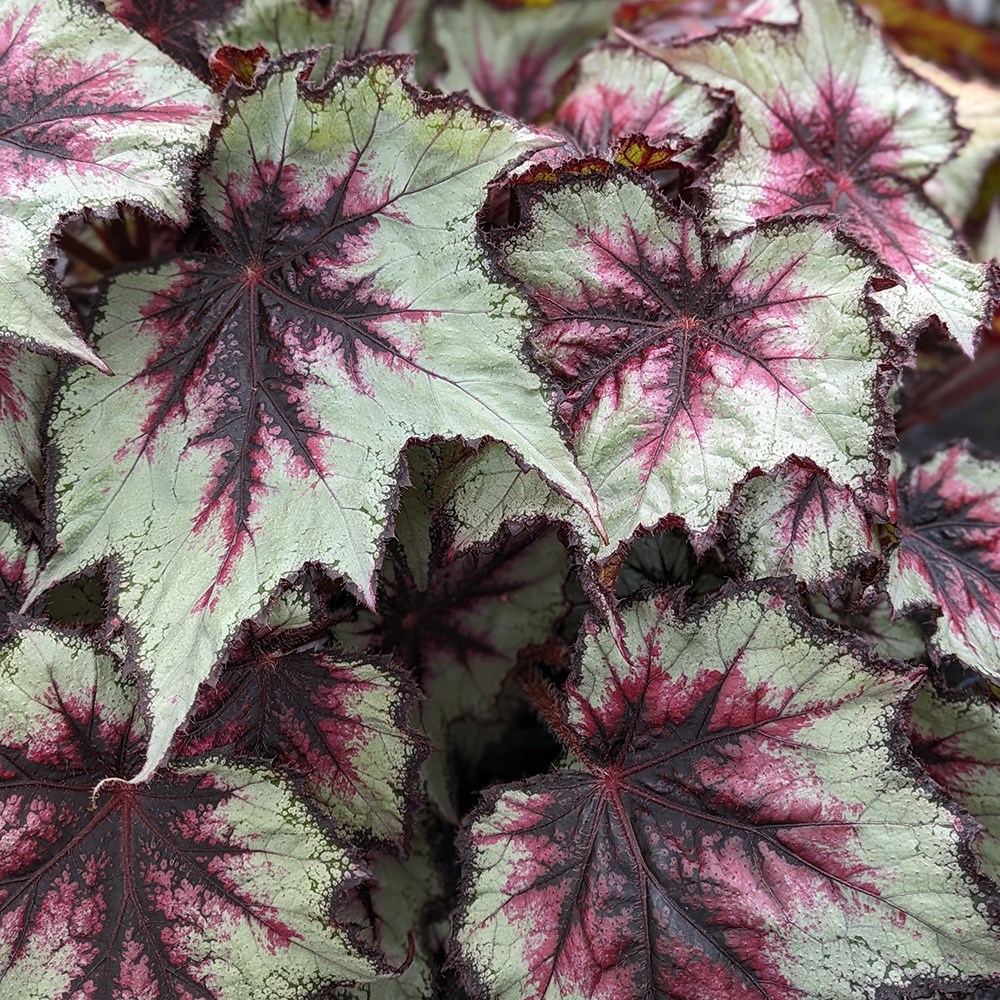 <i>Begonia</i> 'Silver Spirit'