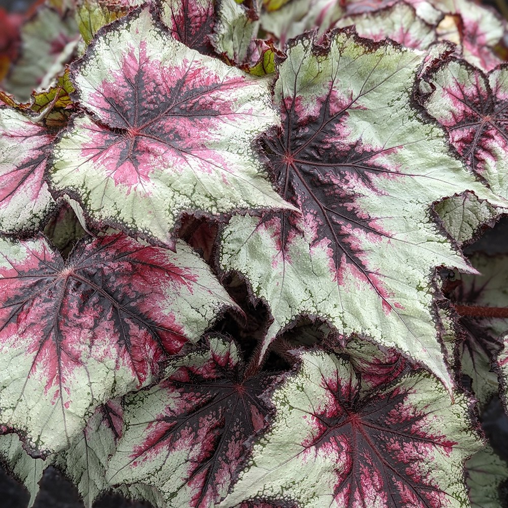 <i>Begonia</i> 'Silver Spirit'
