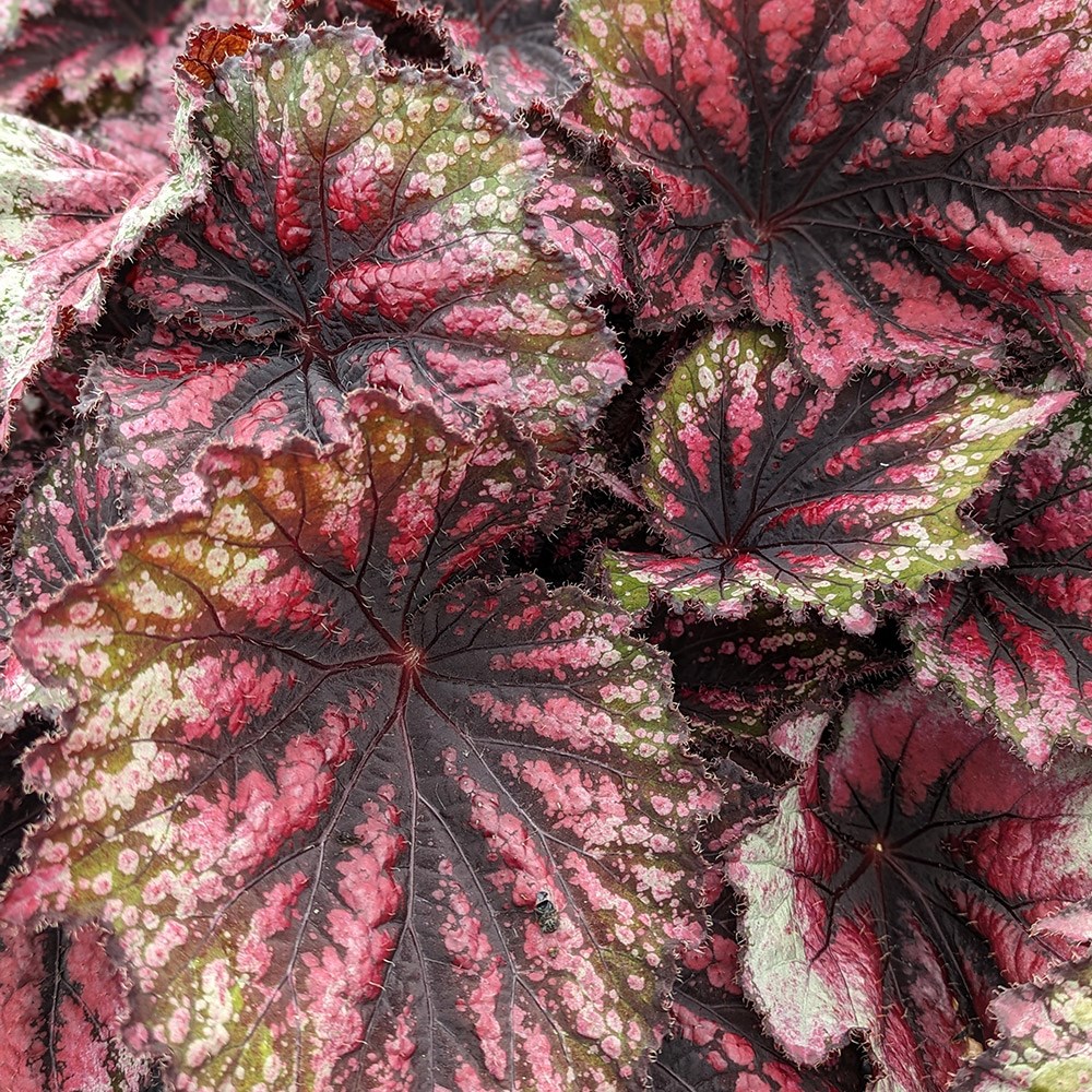<i>Begonia</i> 'Star Bright'