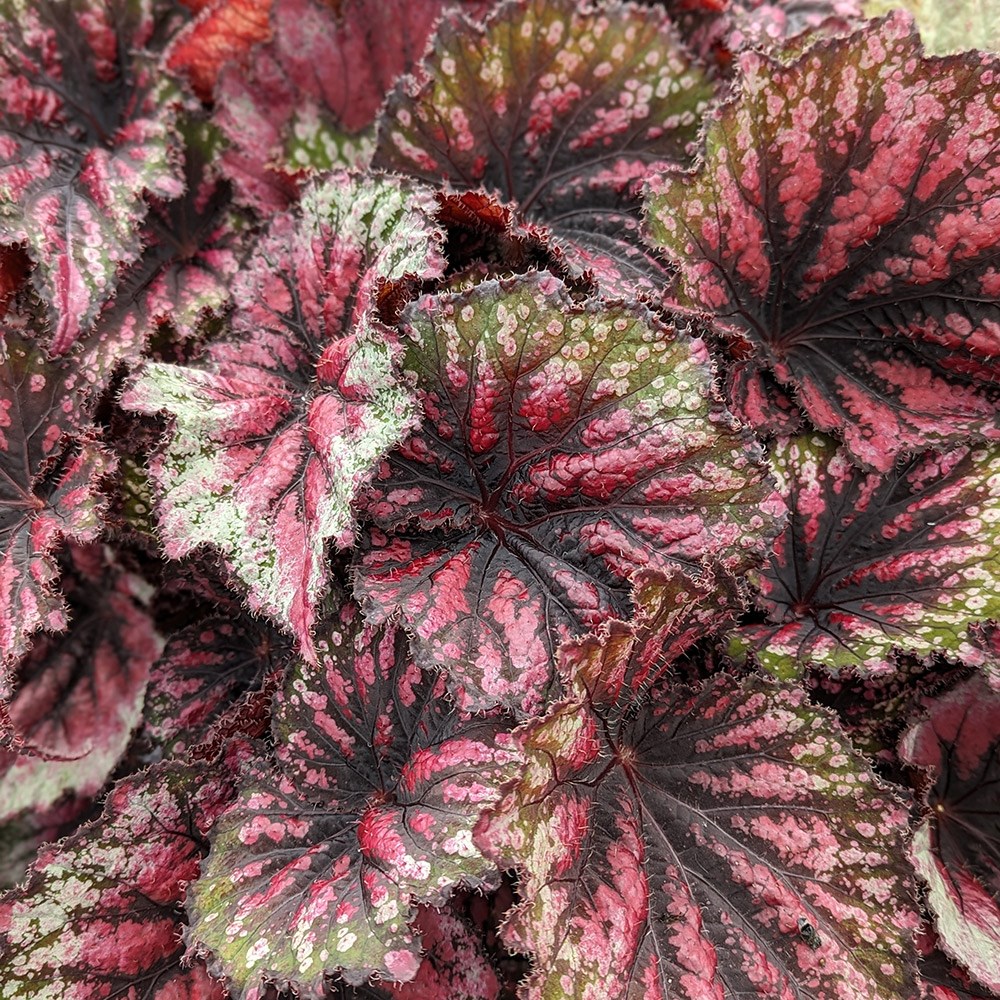 <i>Begonia</i> 'Star Bright'