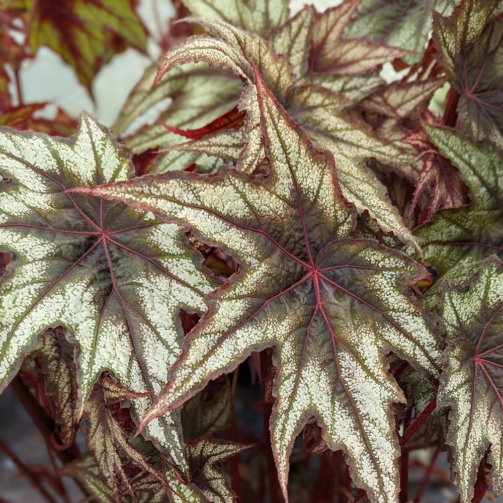 <i>Begonia</i> 'Little Brother Montgomery'