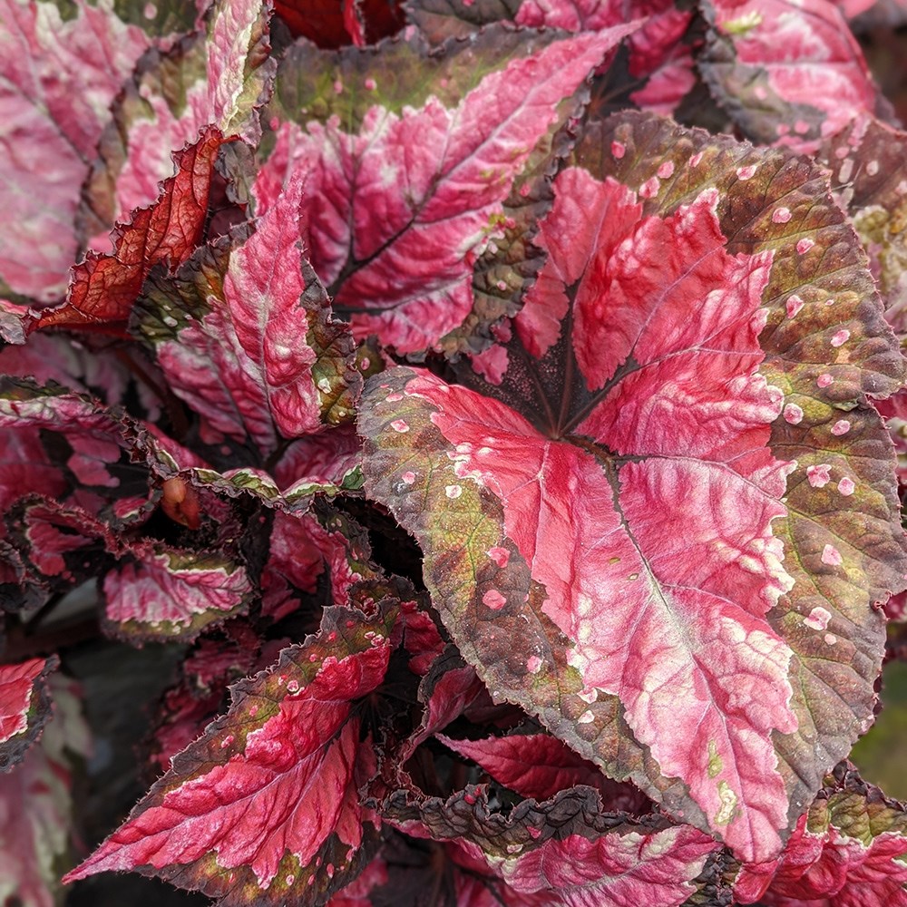 <i>Begonia</i> 'Hilo Holiday'