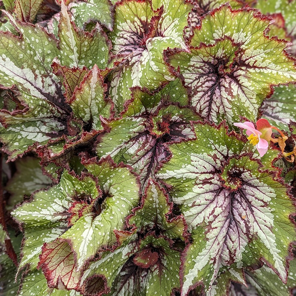 <i>Begonia</i> 'Green Gecko'