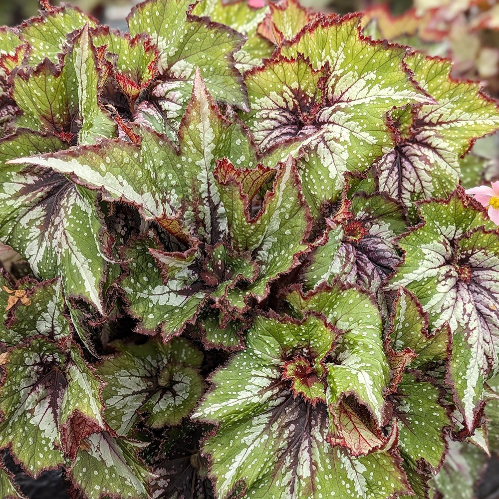 <i>Begonia</i> 'Green Gecko'