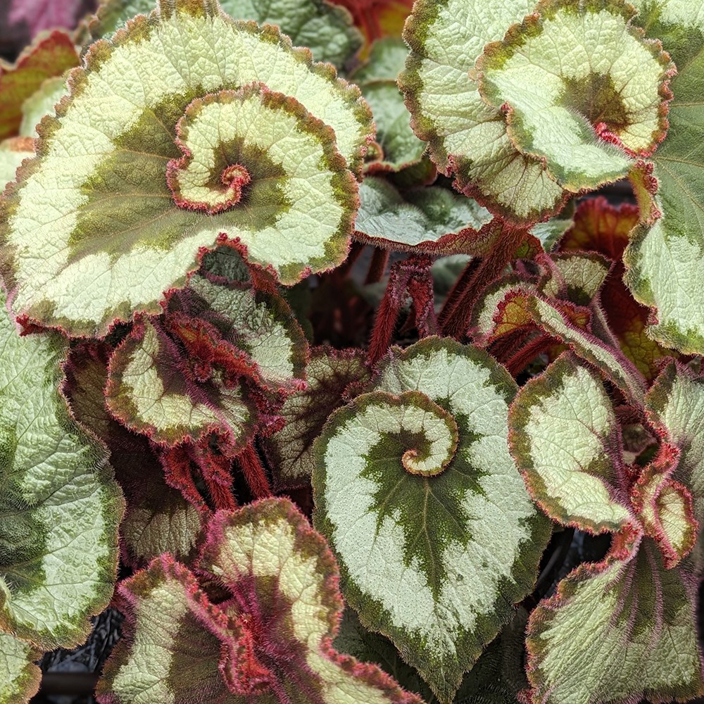 <i>Begonia</i> 'Escargot'