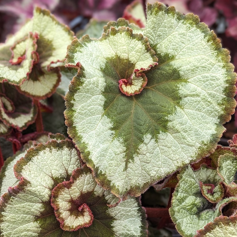 <i>Begonia</i> 'Escargot'