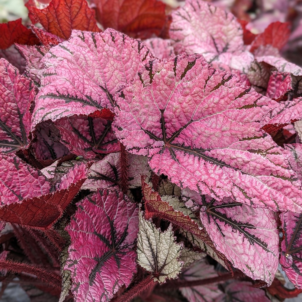 <i>Begonia</i> 'David Blais'