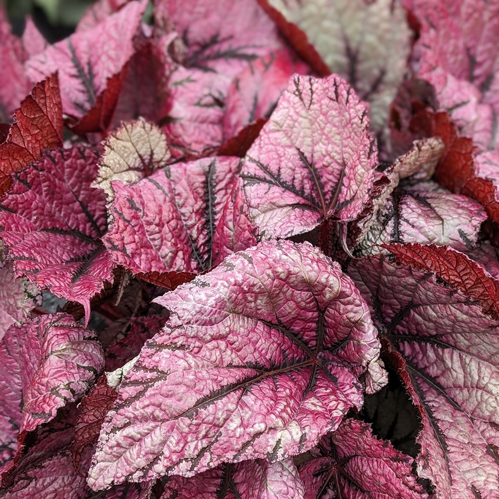 <i>Begonia</i> 'David Blais'
