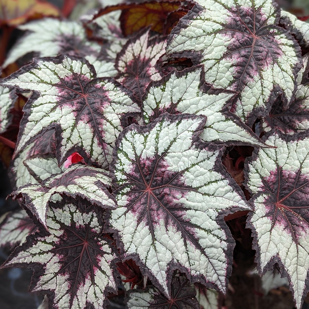 <i>Begonia</i> 'Dark Eyes'
