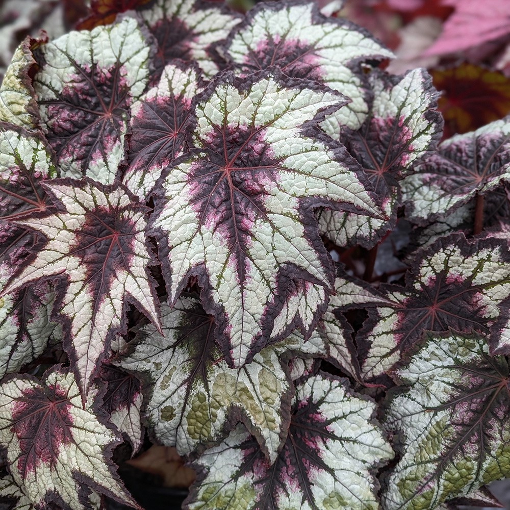<i>Begonia</i> 'Dark Eyes'