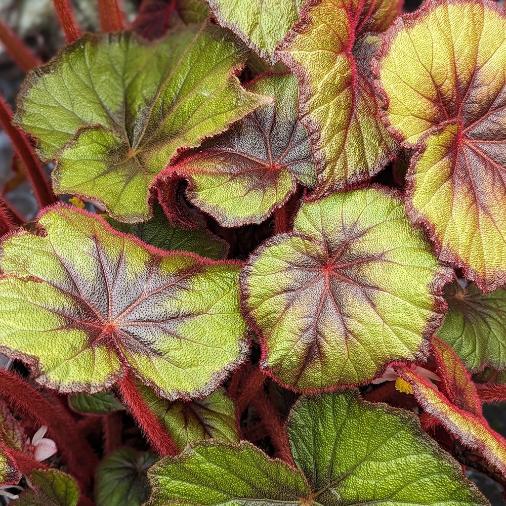 <i>Begonia</i> 'Curly Fireflush'