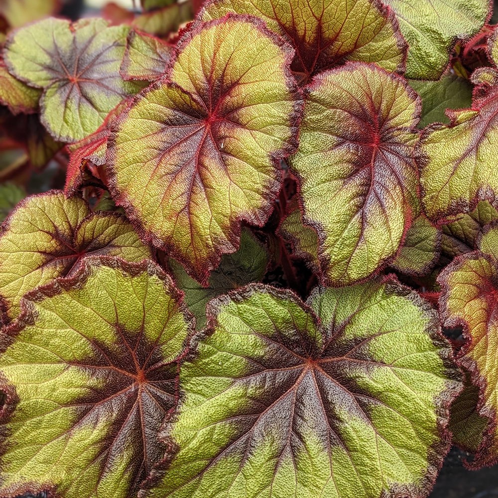 <i>Begonia</i> 'Curly Fireflush'