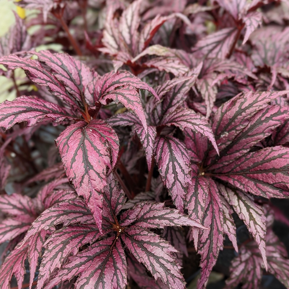 <i>Begonia</i> 'Benitochiba'