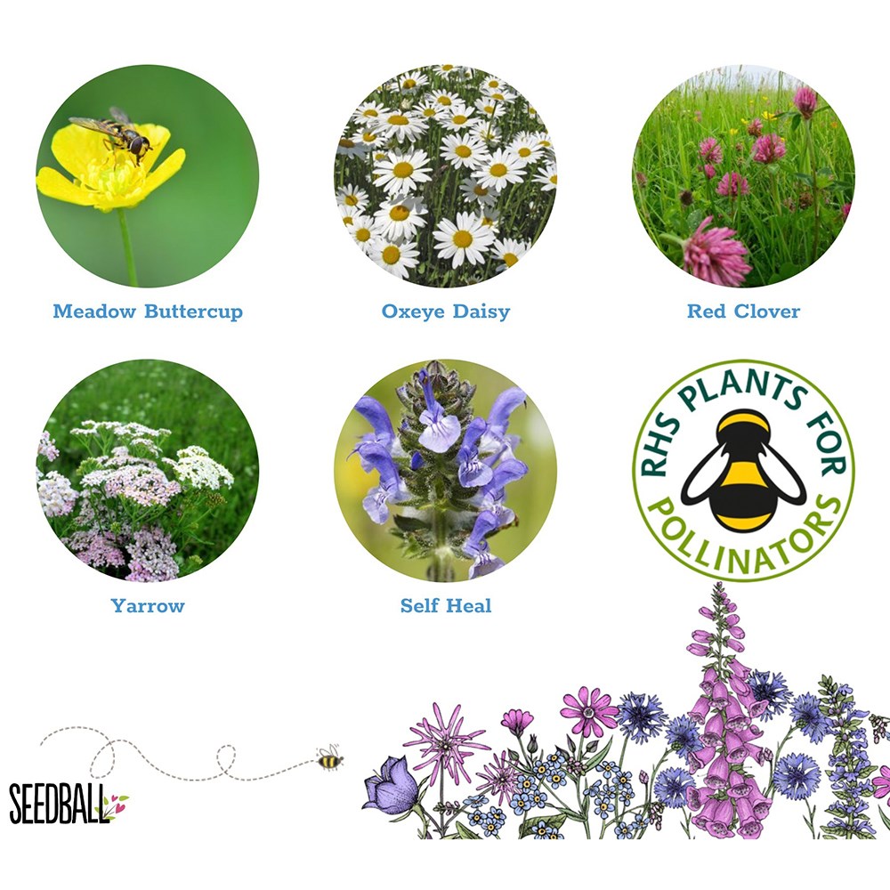 Seedballs bee matchboxes