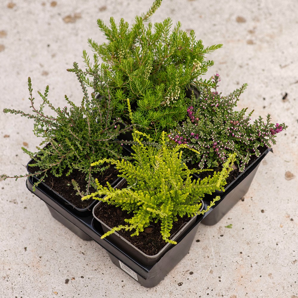 Heather collection (4 mixed heathers)