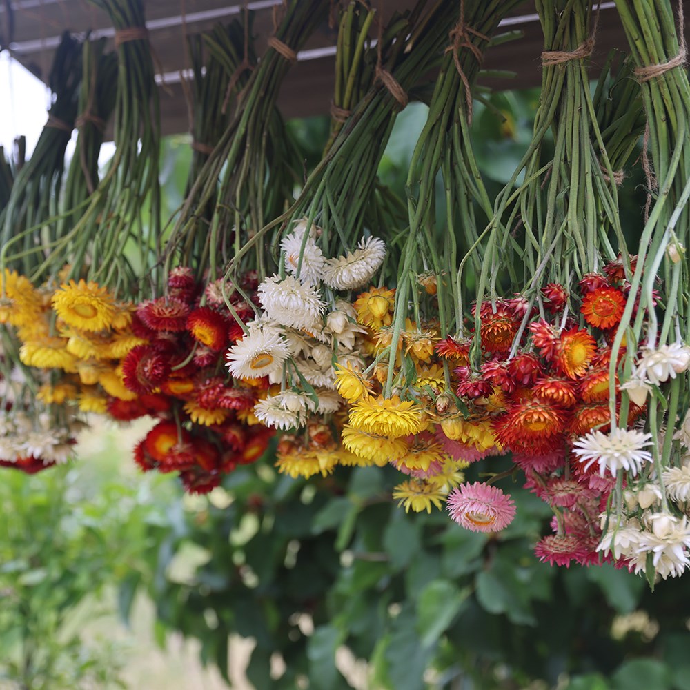 <i>Helichrysum</i> 'Eternity Mix'