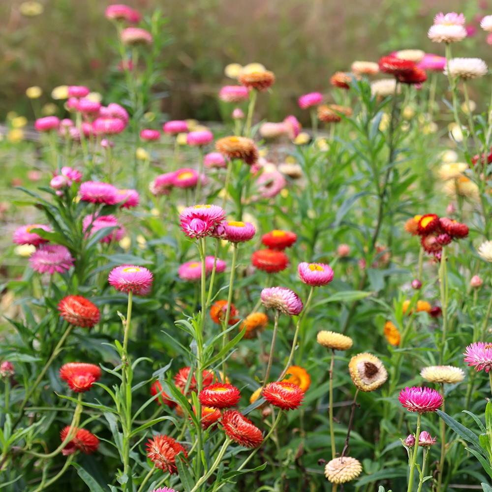<i>Helichrysum</i> 'Eternity Mix'