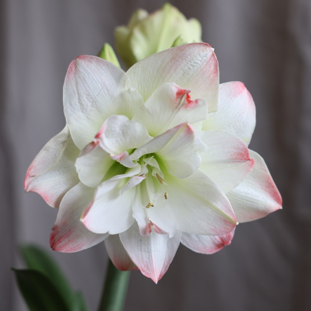 <i>Hippeastrum</i> 'Amadeus Candy' (PBR)