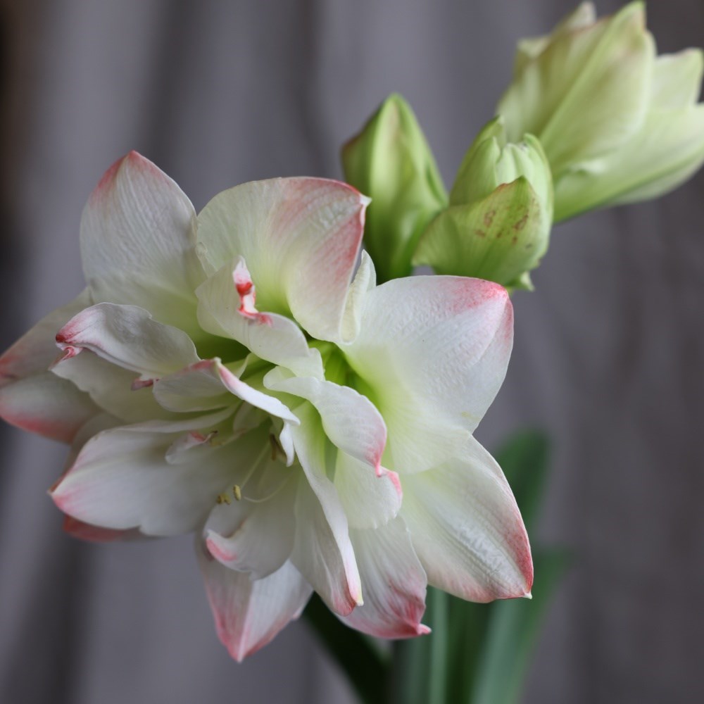 <i>Hippeastrum</i> 'Amadeus Candy' (PBR)