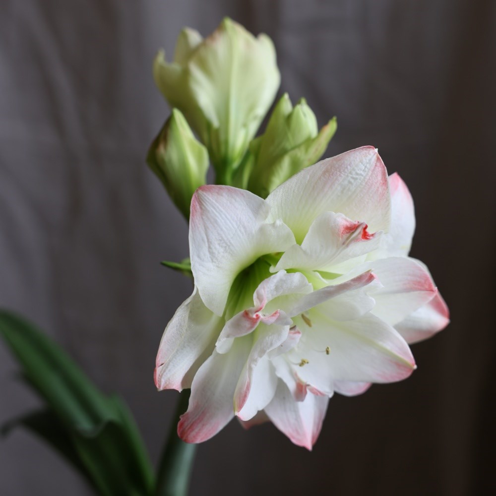 <i>Hippeastrum</i> 'Amadeus Candy' (PBR)