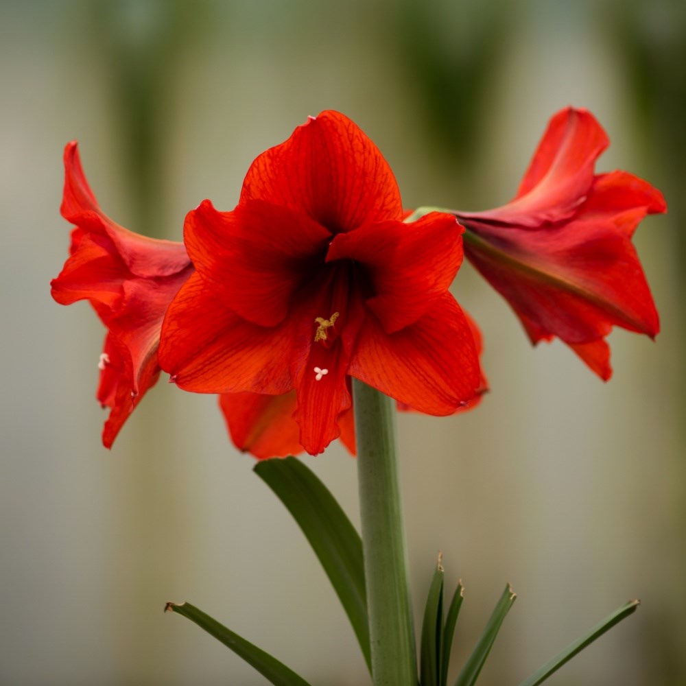 <i>Hippeastrum</i> (Galaxy Group) 'Ferrari'
