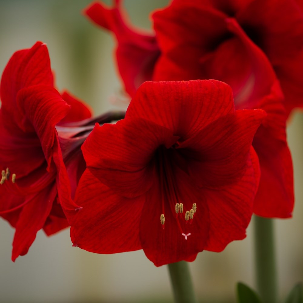 <i>Hippeastrum</i> (Galaxy Group) 'Ferrari'