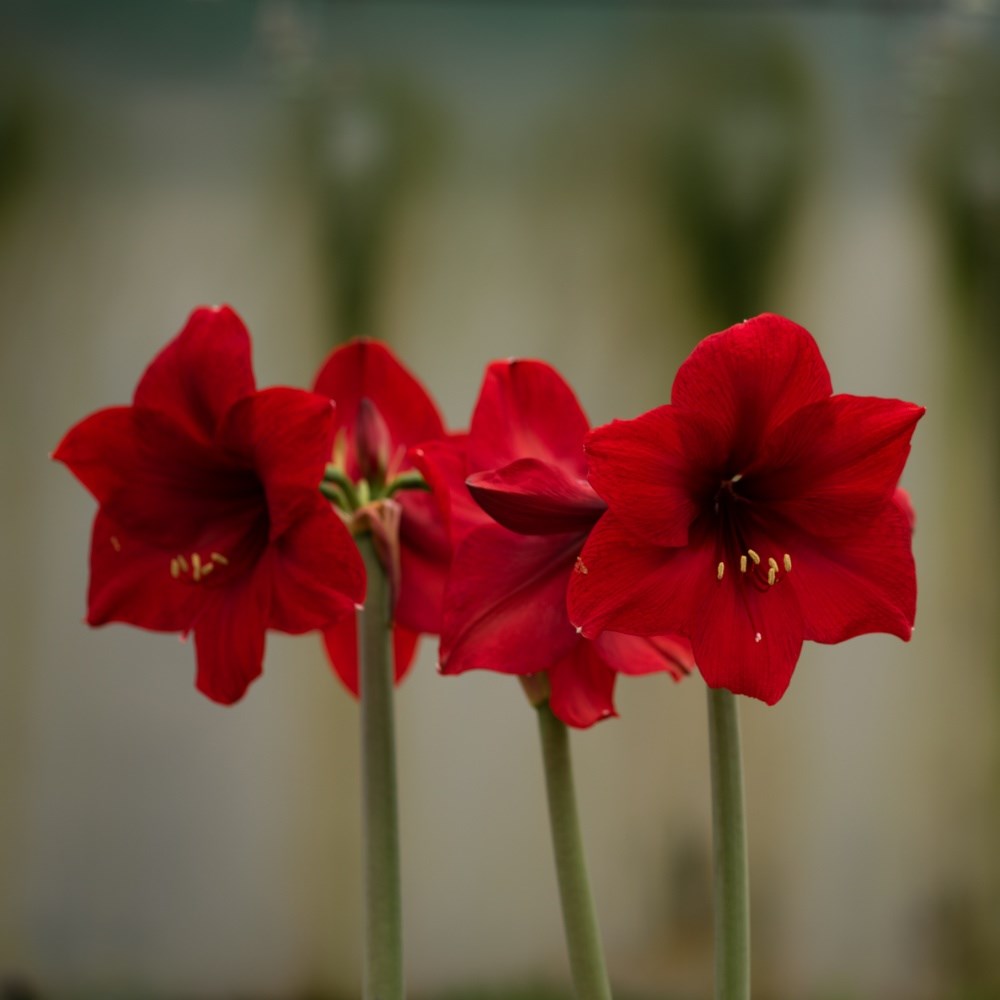 <i>Hippeastrum</i> (Galaxy Group) 'Ferrari'