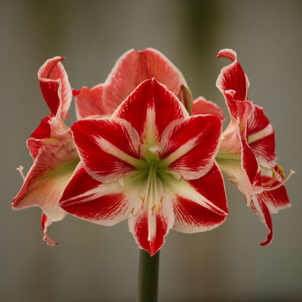 <i>Hippeastrum</i> (Galaxy Group) 'Spartacus' (PBR)