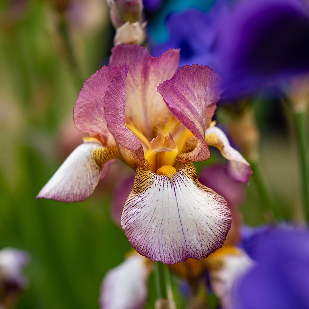 <i>Iris</i> 'Benton Diedre'