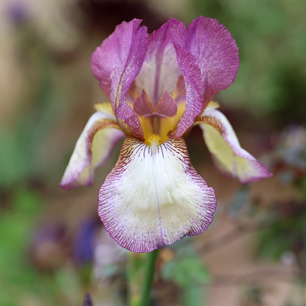 <i>Iris</i> 'Benton Diedre'