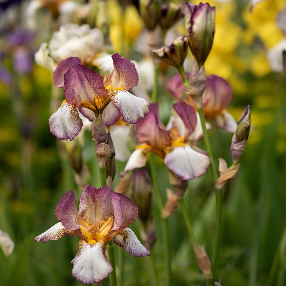 <i>Iris</i> 'Benton Diedre'