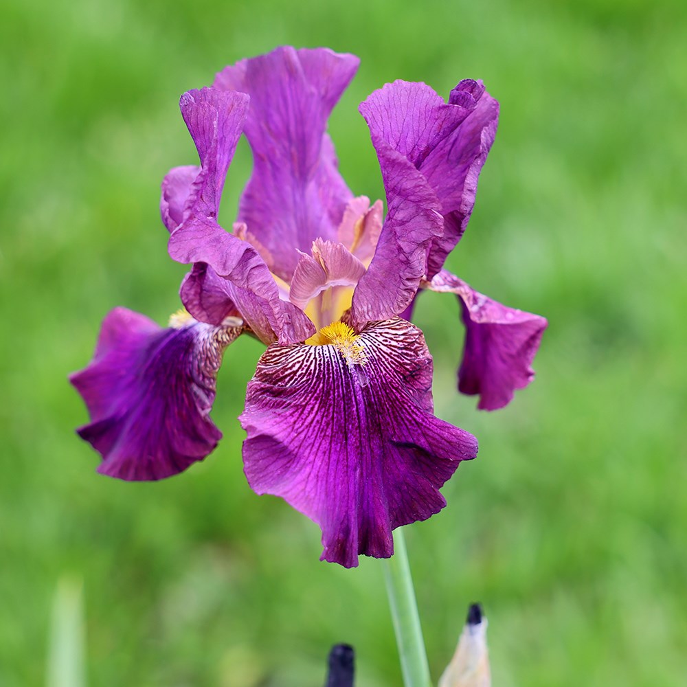 <i>Iris</i> 'Benton Menace'