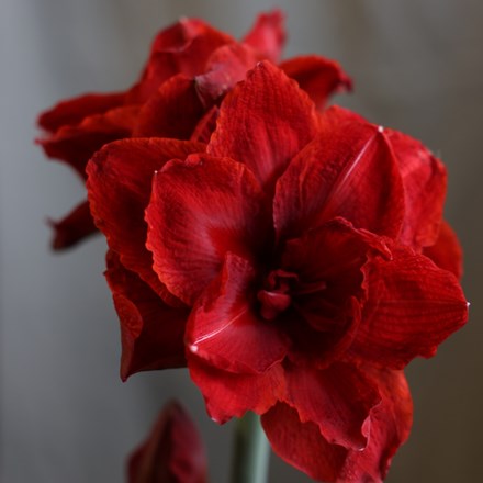 Hippeastrum (Double Galaxy Group) Cherry Nymph ('Chernym') (PBR)