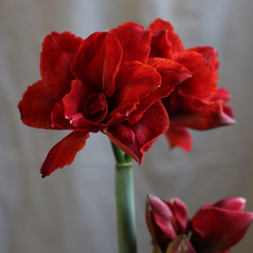 <i>Hippeastrum</i> (Double Galaxy Group) <b class=small-caps>Cherry Nymph</b> ('Chernym') (PBR)