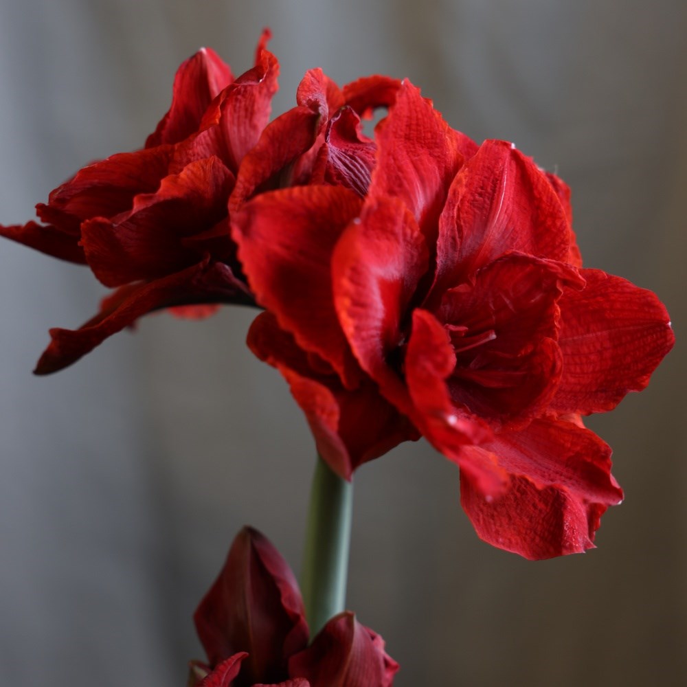 <i>Hippeastrum</i> (Double Galaxy Group) <b class=small-caps>Cherry Nymph</b> ('Chernym') (PBR)