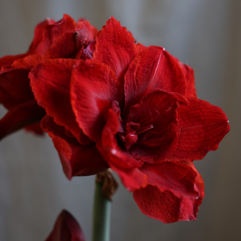 <i>Hippeastrum</i> (Double Galaxy Group) <b class=small-caps>Cherry Nymph</b> ('Chernym') (PBR)